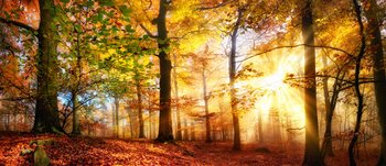 © Smileus - Fotolia.com