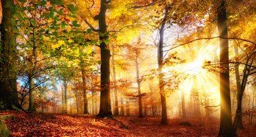 © Smileus - Fotolia.com
